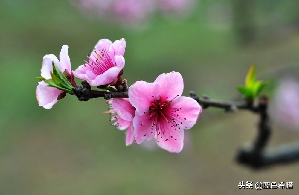 摄影如何表现"桃花一簇开无主,可爱深红爱浅红"古诗唯美意境?