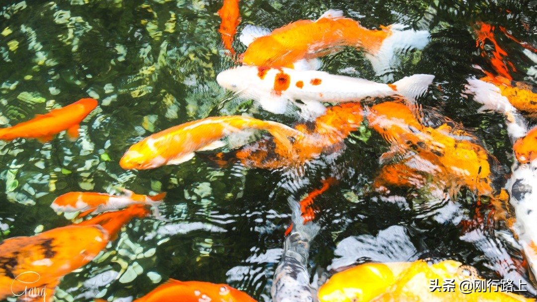 海底世界到底有多美 來海洋公園可能才會讓你看到海底世界的全貌 天天看點