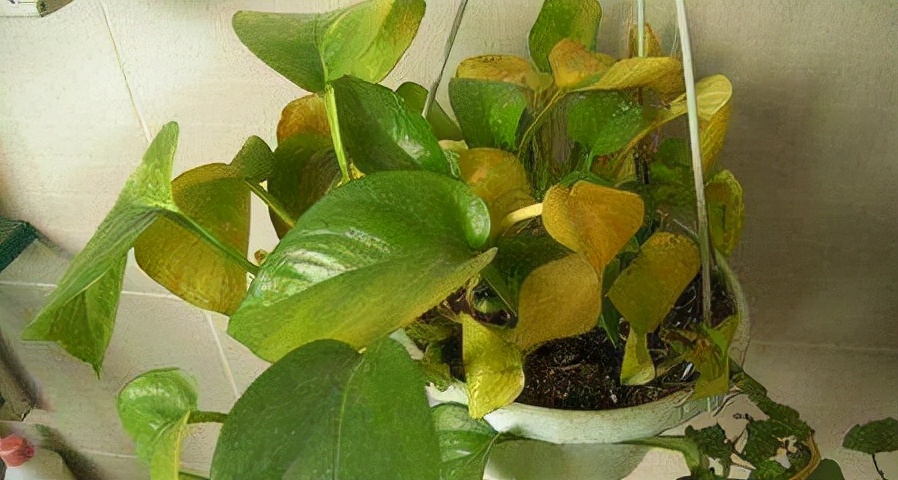 你过来,我告诉你秋冬季植物怎样养护?