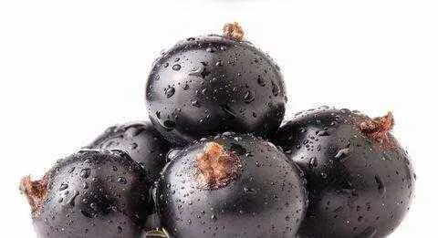 黑加仑是不是葡萄