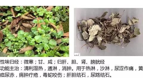 300个中草药图谱（附主治功效），知道一半就太牛了（上）