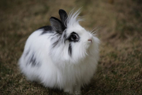 宠物兔的种类或许是兔子种类里边最多的,因为兔子真的太可爱了.