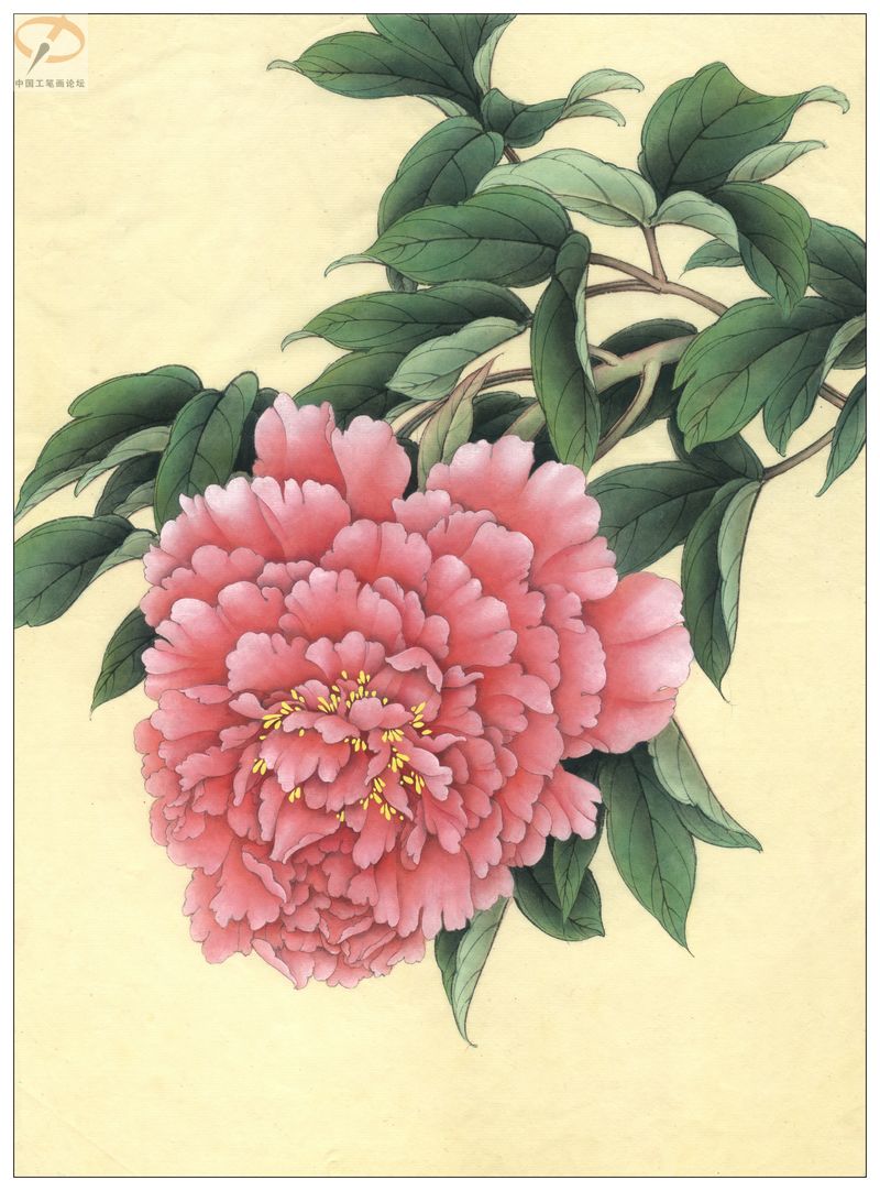 李晓明《牡丹》工笔画(着色绘制步骤图)第三辑