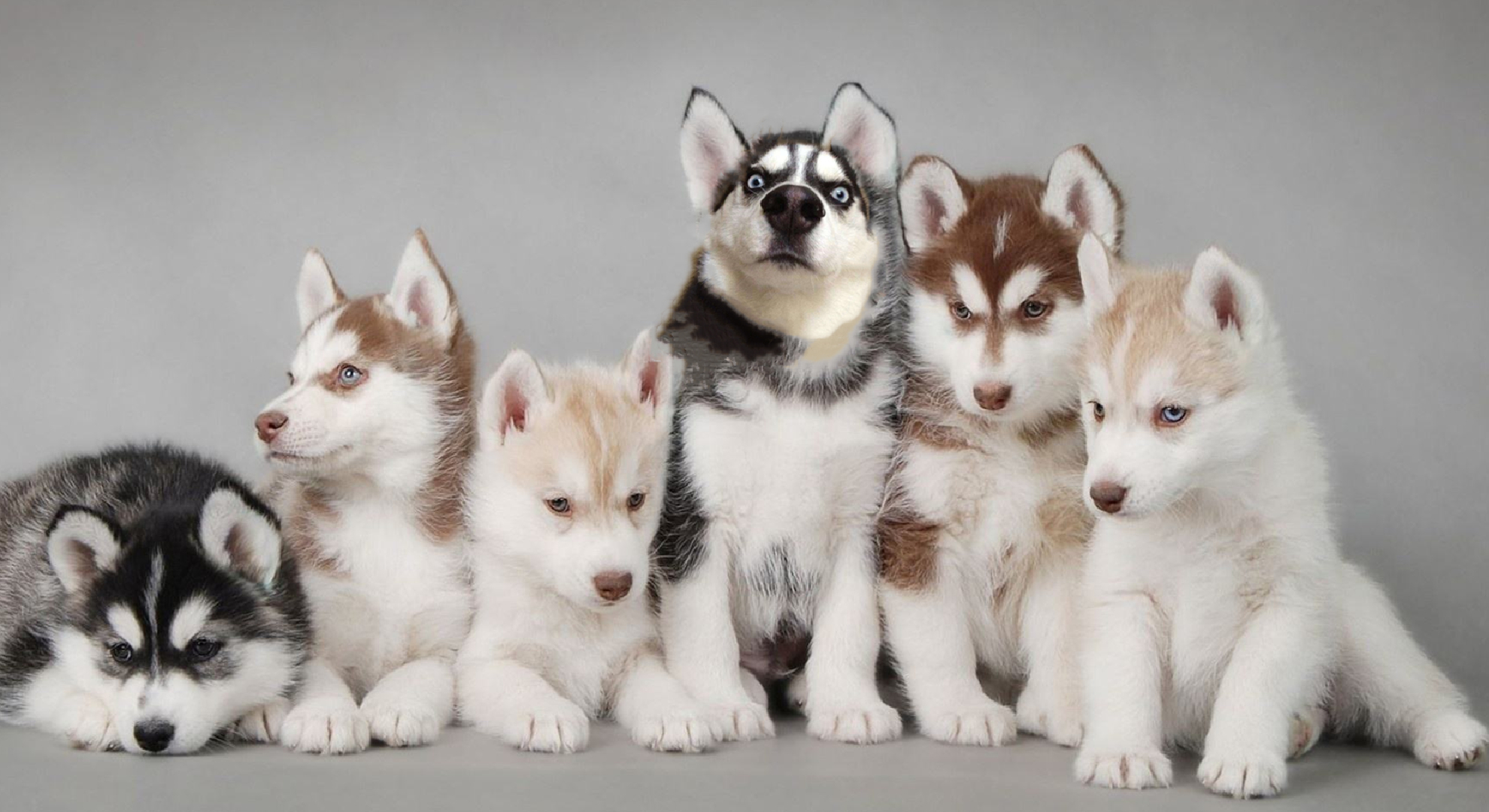 比格犬智商(千万别养，这10种狗狗，它们比哈士奇，智商更低)
