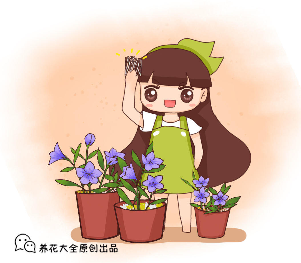 这5种小巧绿植,适合放桌头,迷你又养眼