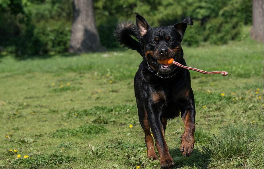 养狗！我劝你不要养“罗威纳犬”！