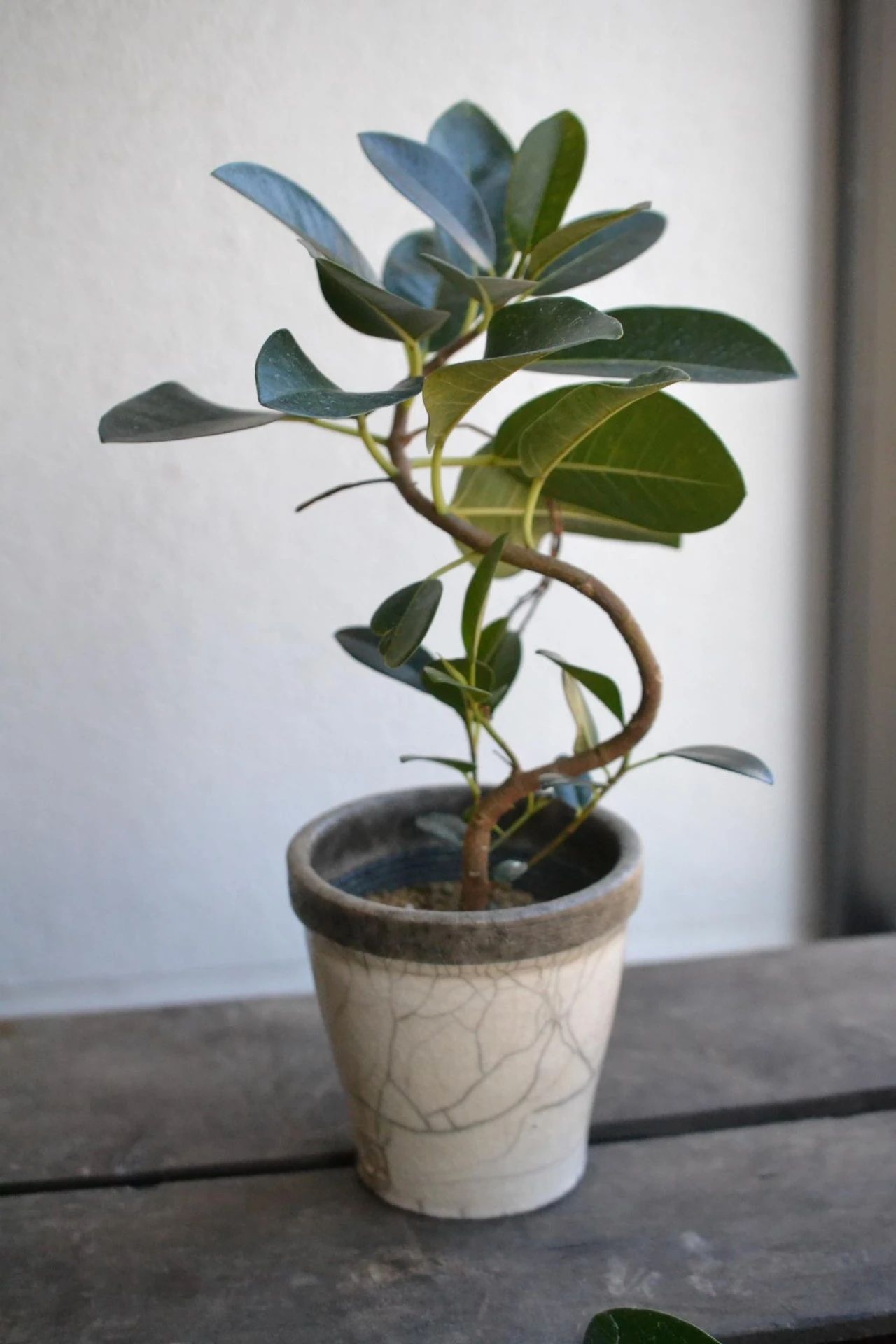 人气极高的7种室内观叶植物,这些盆栽植物多年流行一直没衰减