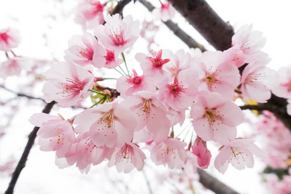 「送你一朵小红花」岁月静好，花开有韵。与花相悦，芳香幽远