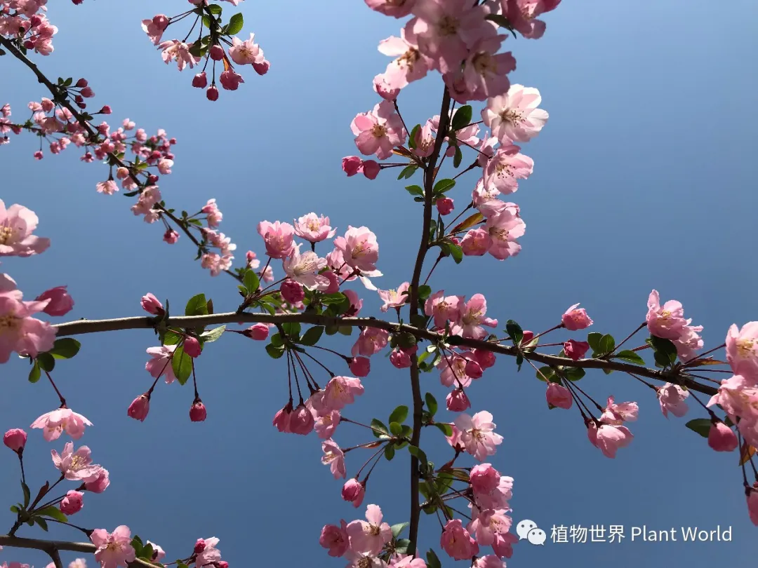 垂丝海棠：枝似轻丝袅袅垂，娇柔含羞如春醉