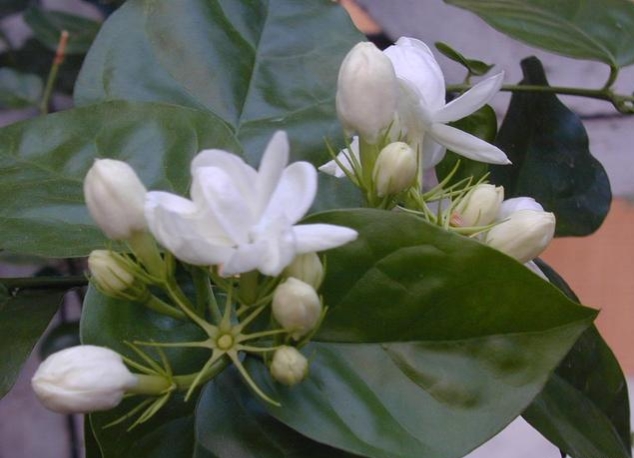 學會正確修剪茉莉花，不僅苗壯株型美，而且還可開花多