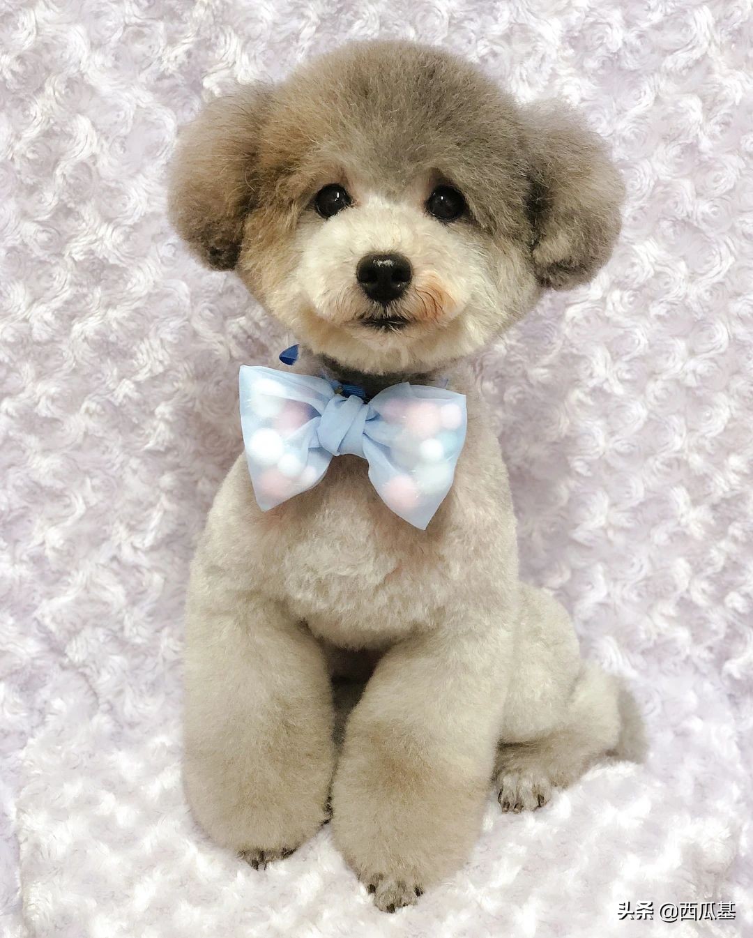 贵宾犬造型都有哪些(贵宾犬最新流行的发型集锦)