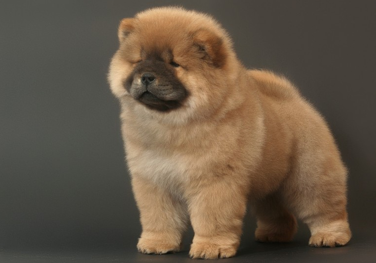 松狮犬图片多少钱一只(不养一只松狮) - 价格百科