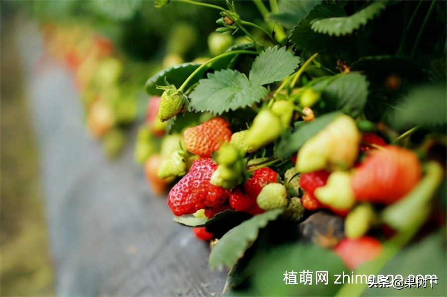 草莓种植季节，草莓什么时候种植比较好