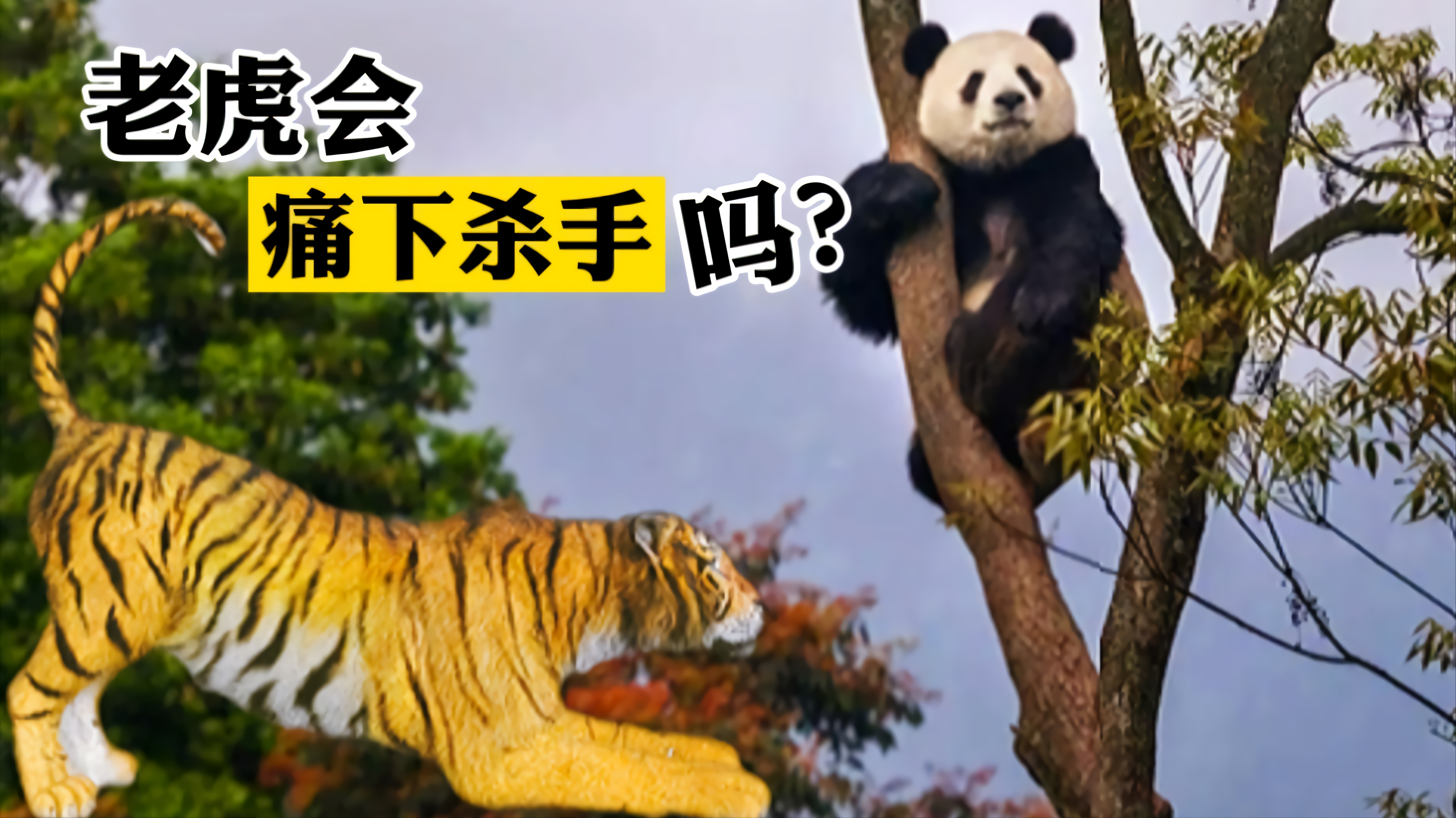 老虎在野外遇到熊猫会不会痛下杀手？熊猫有机会虎口脱险吗？