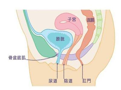 子宫脱垂到底是什么？