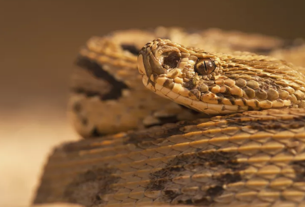 盘点世界上最毒的10条蛇，眼镜蛇只能排第十，大部分在非洲
