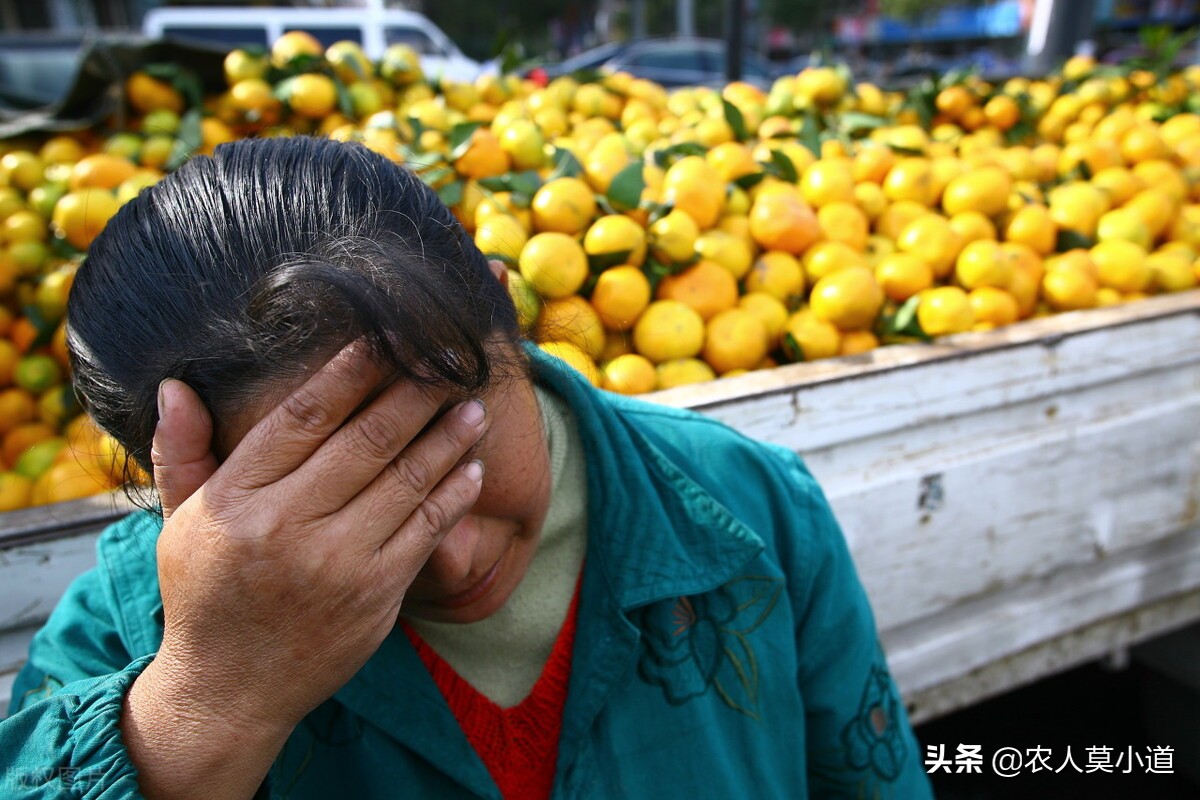 广西柑橘陷入亏本死循环，2毛5一斤还滞销，农民有苦说不出