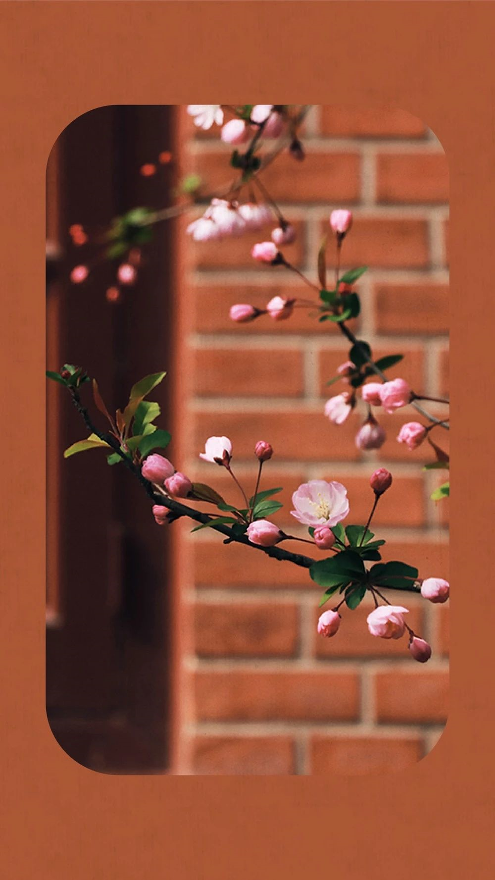 中国这10所大学壁纸第二期！厦门大学、中山大学等在列