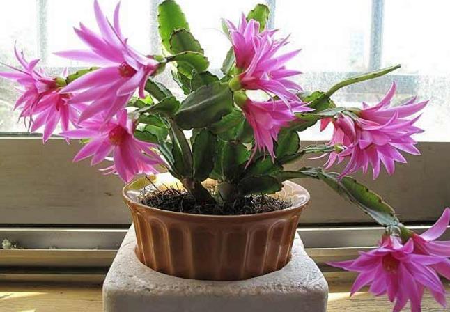 蟹爪兰的叶子发软？学会“2种”补救方法，30天叶片绿油油！