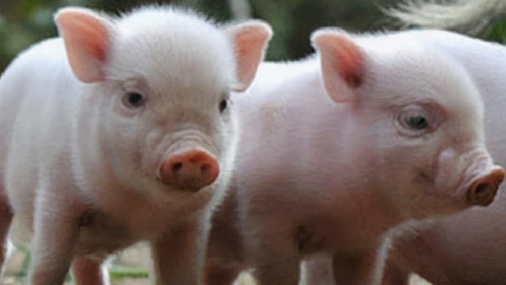 猪和鼠相配吗猪和鼠相配婚姻如何