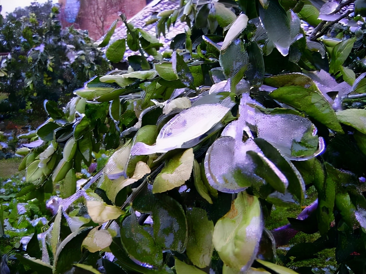 又一轮降温来袭，植物防冻剂真能防冻吗？用过的农民说出实话