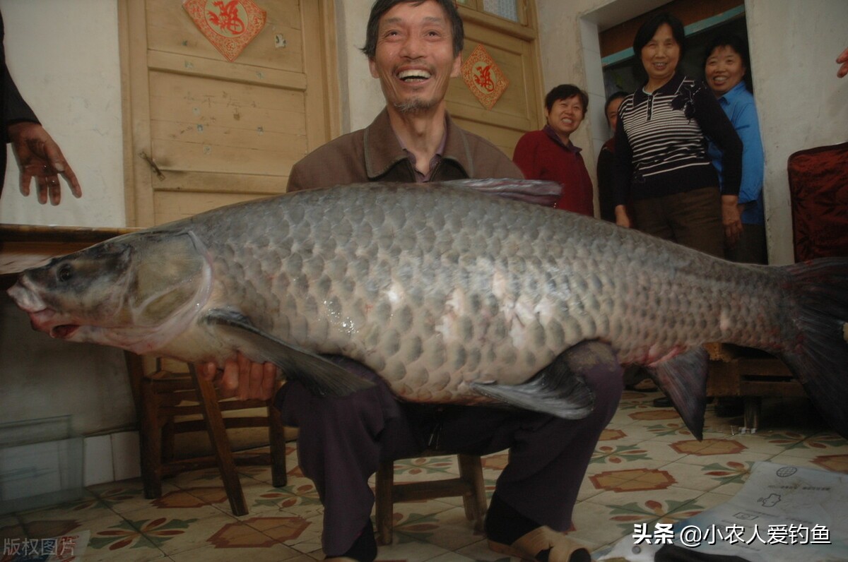 青鱼的“悲哀”：衔着宝石的明星鱼，却因野蛮生长而沦为“废柴”