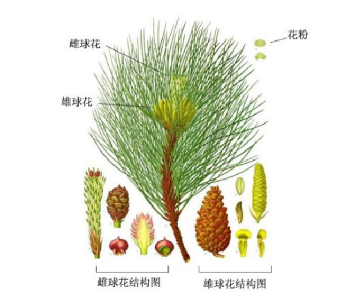 常见的10种裸子植物(生活中的裸子植物大盘点)