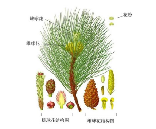 常见的10种裸子植物（生活中的裸子植物大盘点）