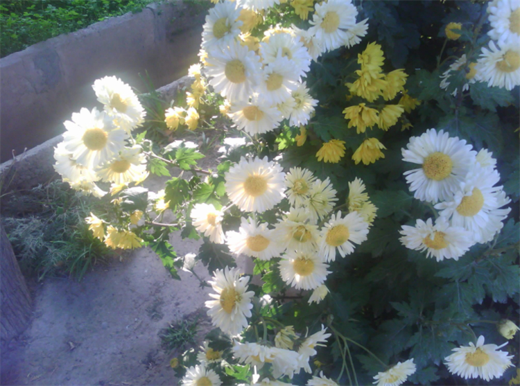 姬小菊花语和象征意义（小雏菊主要的3种寓意）