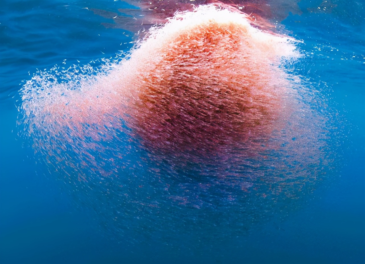 南极磷虾养活上亿人不成问题!各国争夺,中国将是最大"黑马"?