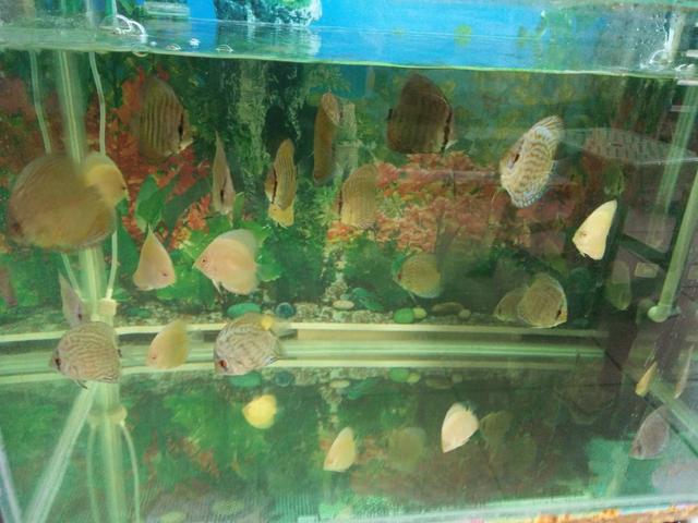 有关七彩神仙鱼小鱼苗饲养的16条经验介绍！