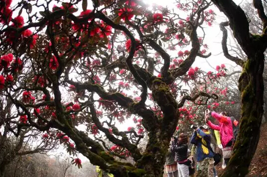 趁着这个花开成海的时节，循着徐霞客的足迹赴一场云南“花之旅”