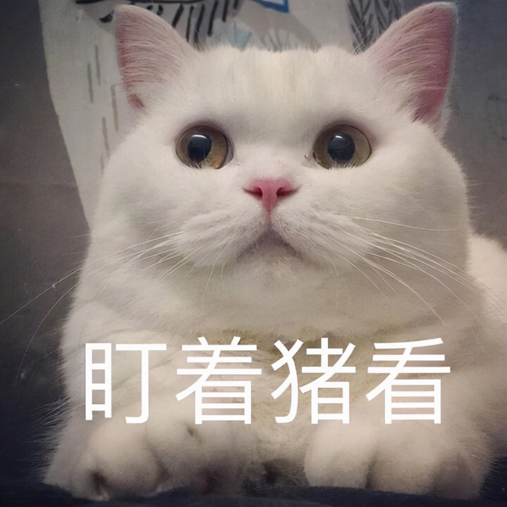 排名前20有灵性的宠物（盘点4种最有灵性的猫咪）