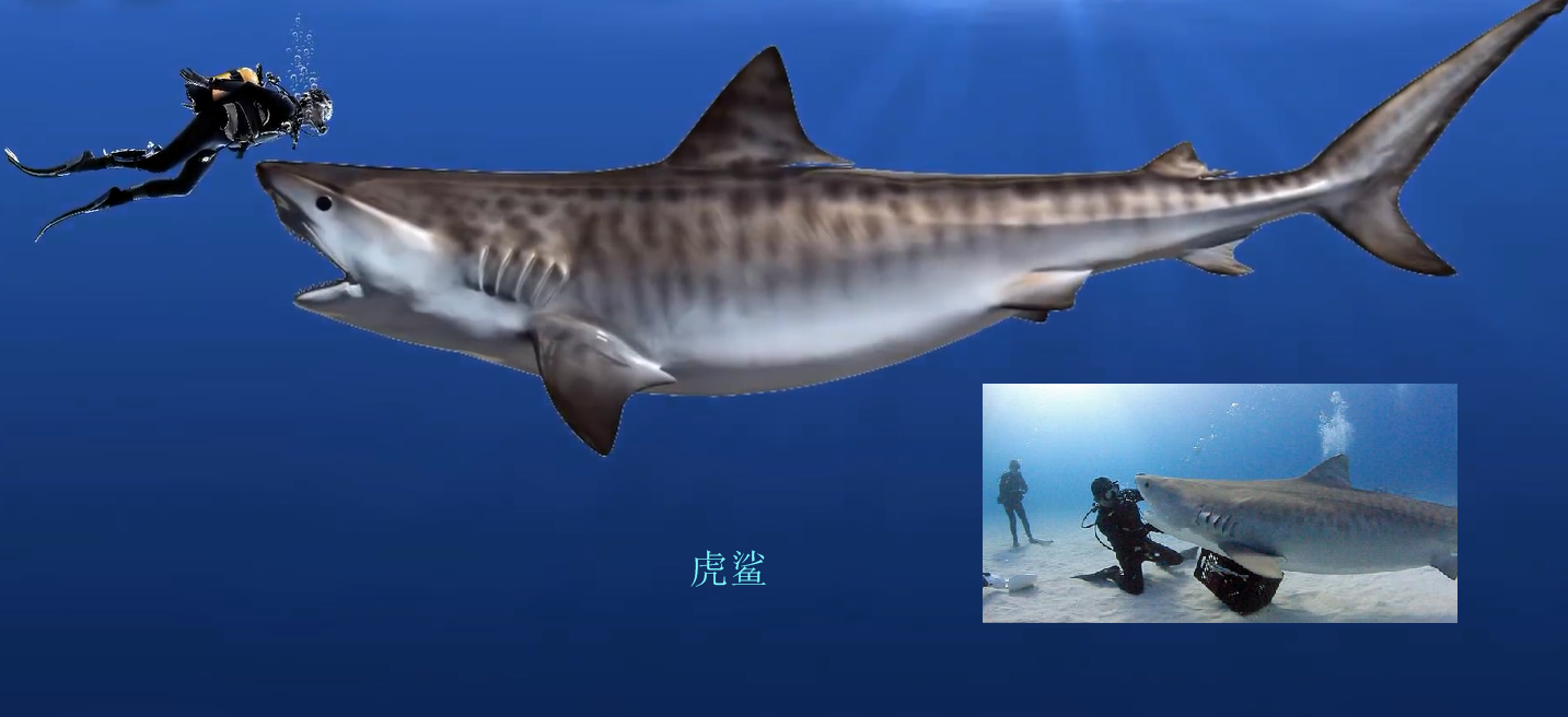 里海鲨鱼种类图片