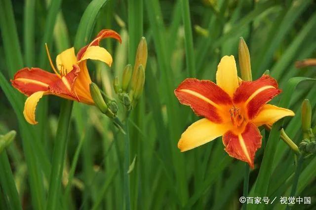 母亲节•忘忧思母古诗欣赏