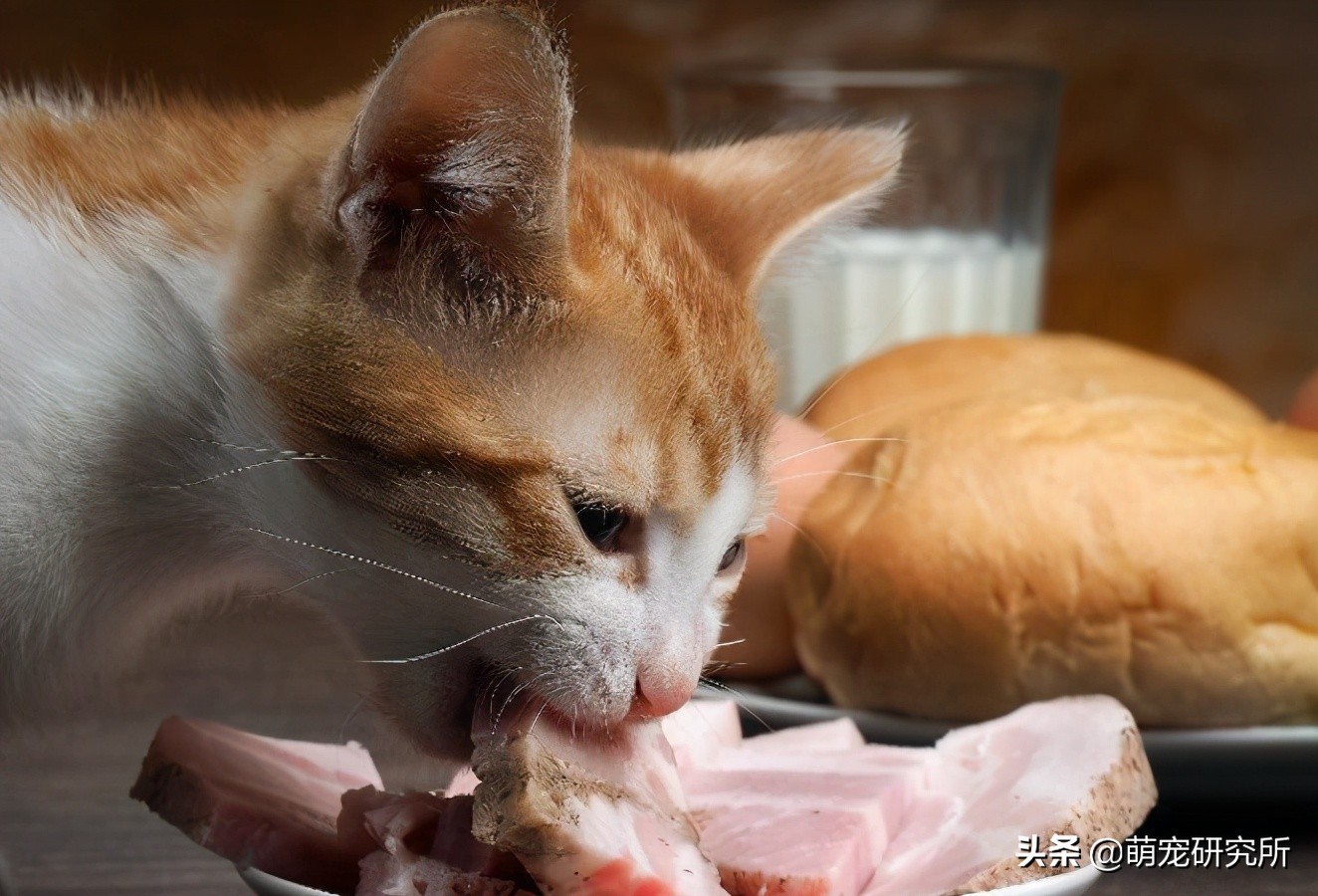 猫不能吃什么食物?主人一定要了解清楚