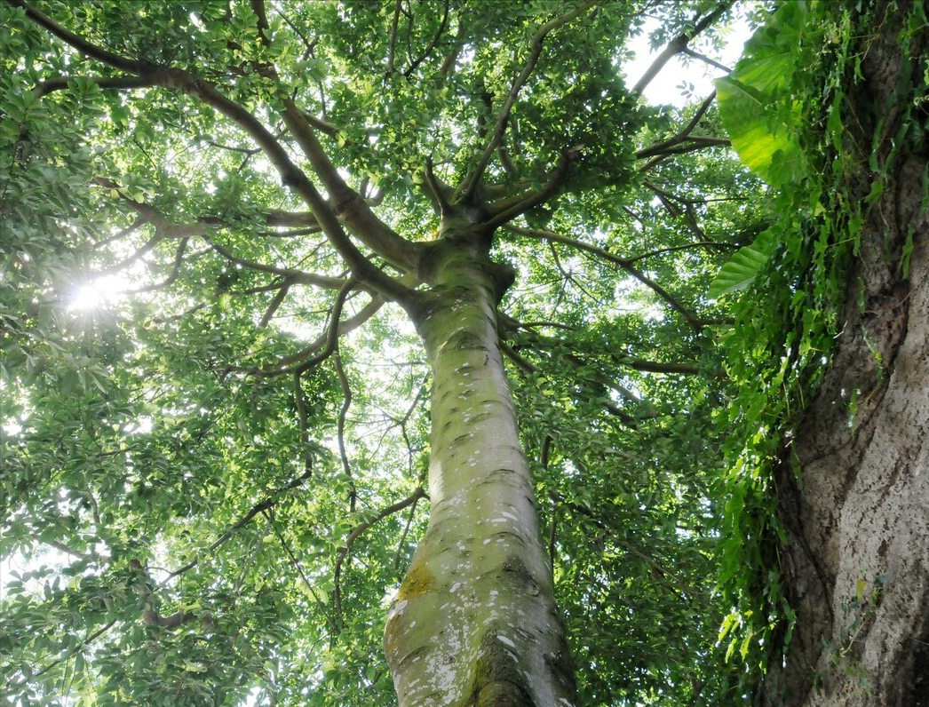 认识植物界的“六大毒树”，看到“绕道走”，涨姿势不吃亏