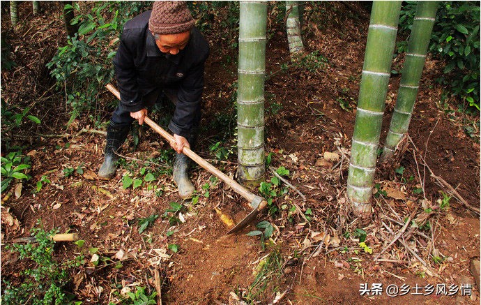 冬笋挖掘技巧：正确挖取竹笋的方法与步骤