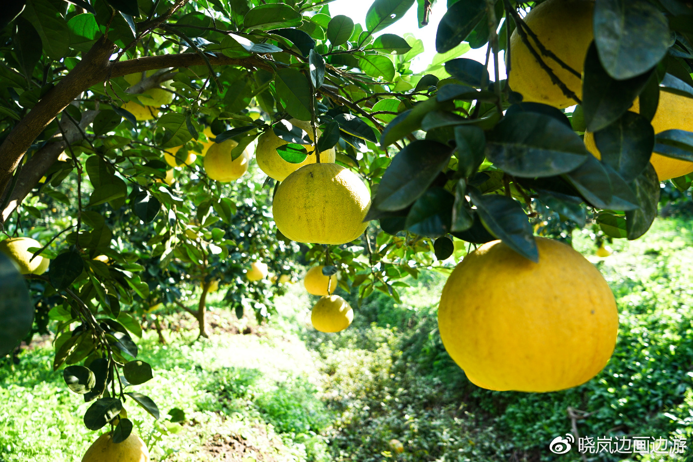 八成金柚已被订购！2022年广东梅州柚·梅县金柚今日开采_房产资讯_房天下