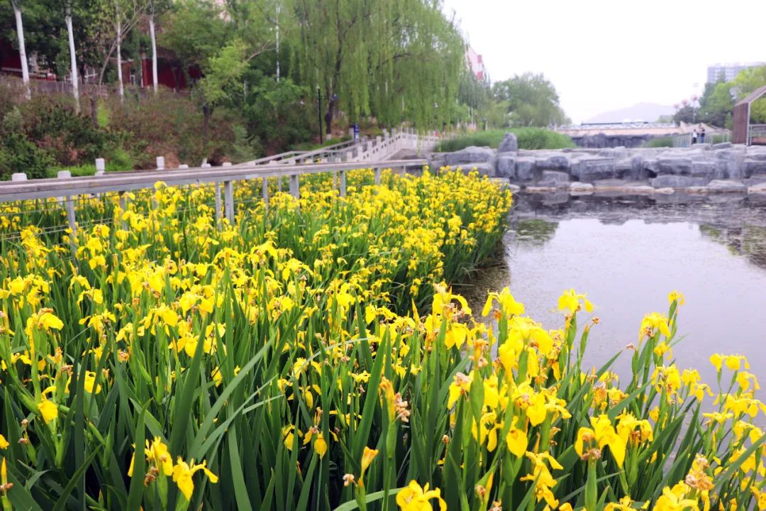 庭院设计师精心总结的15种适合庭院水池栽种的水生植物,建议收藏