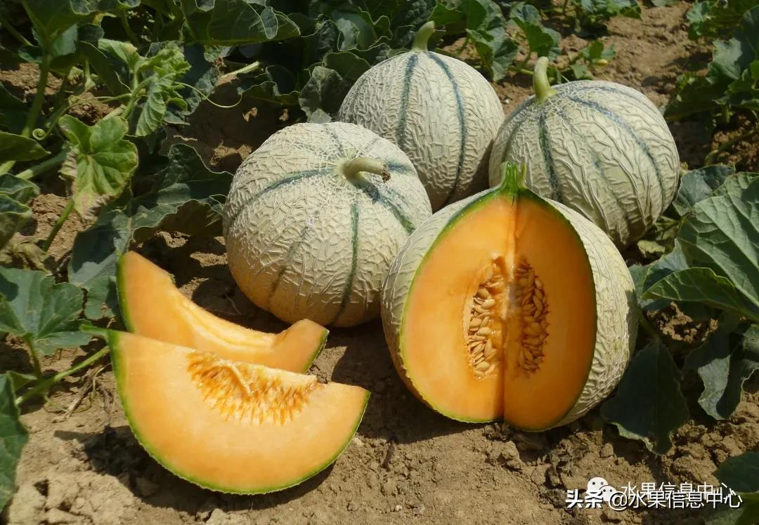 甜瓜和香瓜有什么区别,哈密瓜和甜瓜有什么区别