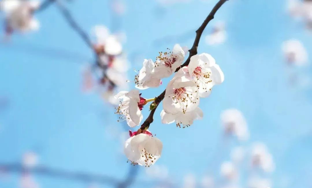 春分∣春去春来春已半，韶华倾负倒春寒