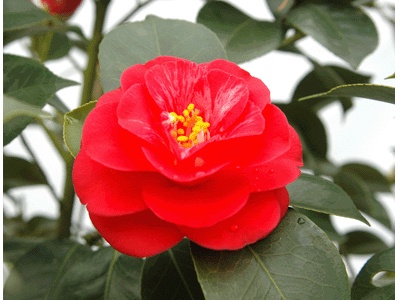 耐冬花是什么（耐冬花的养殖方法和注意事项）