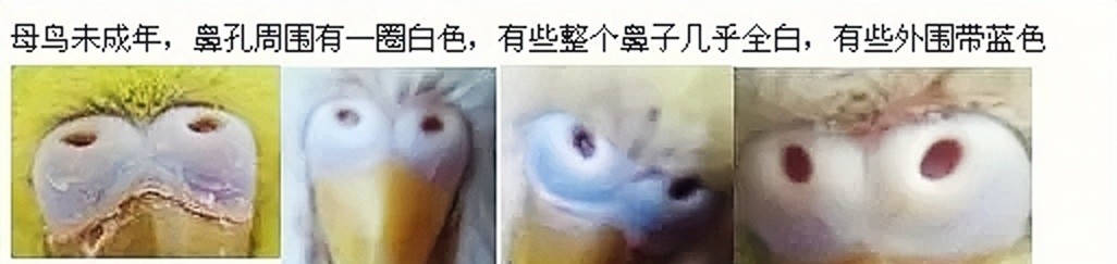虎皮鹦鹉怎么区分公母，图文解说，包涵全部成长周期图片！必看！