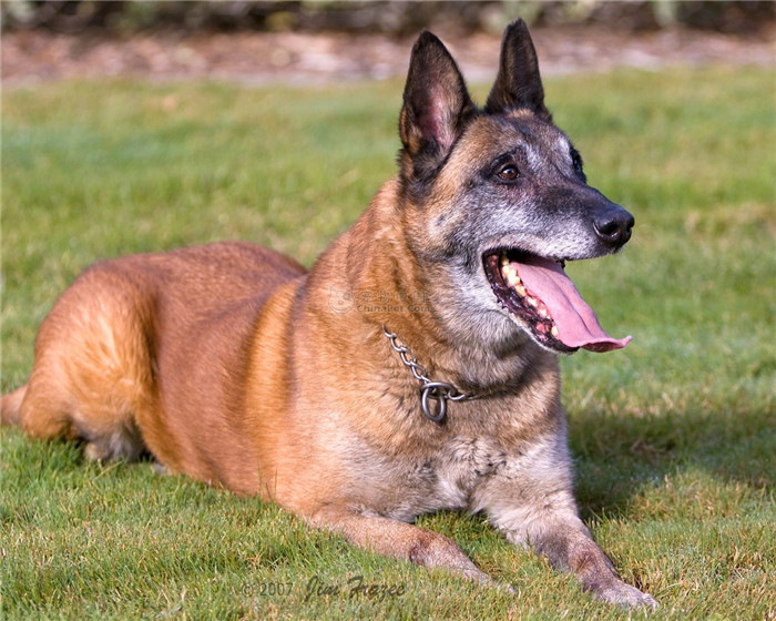 世界犬种智商排名榜前 30 名的聪明狗狗