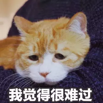 病毒顽强，致死率高达90%，让猫和主人措手不及的猫瘟如何预防？