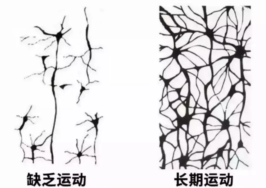 回顾近几年高考状元，发现共同秘密：不是自律和习惯，而是运动