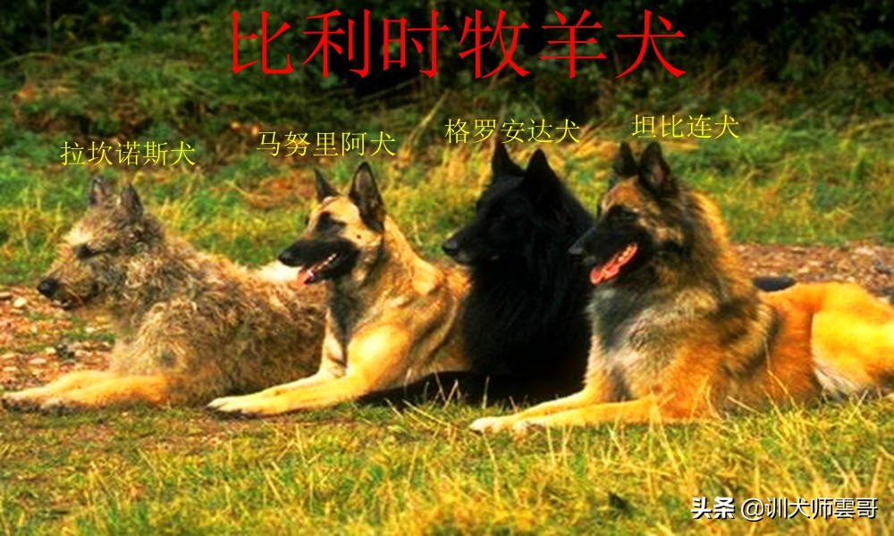 牧羊犬种类  世界十大牧羊犬排名