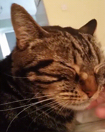 最适合懒人养的猫咪，它们可能比你更懒