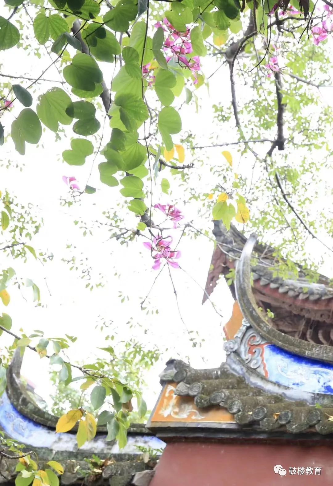 文明风•最美校园竞晒｜福州延安中学教育集团